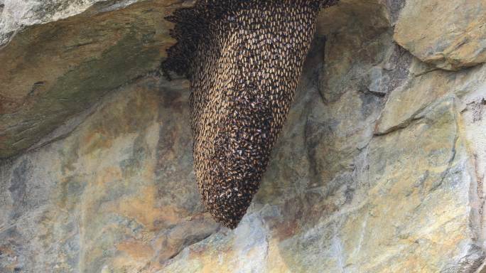 野生蜜蜂在悬崖峭壁上做巢