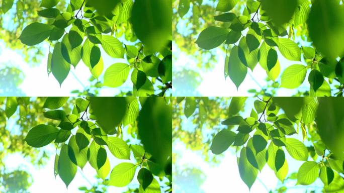 光线斑驳的树叶，阳光照在树叶上（二）