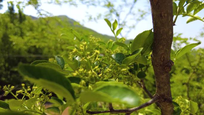 花椒林花椒树