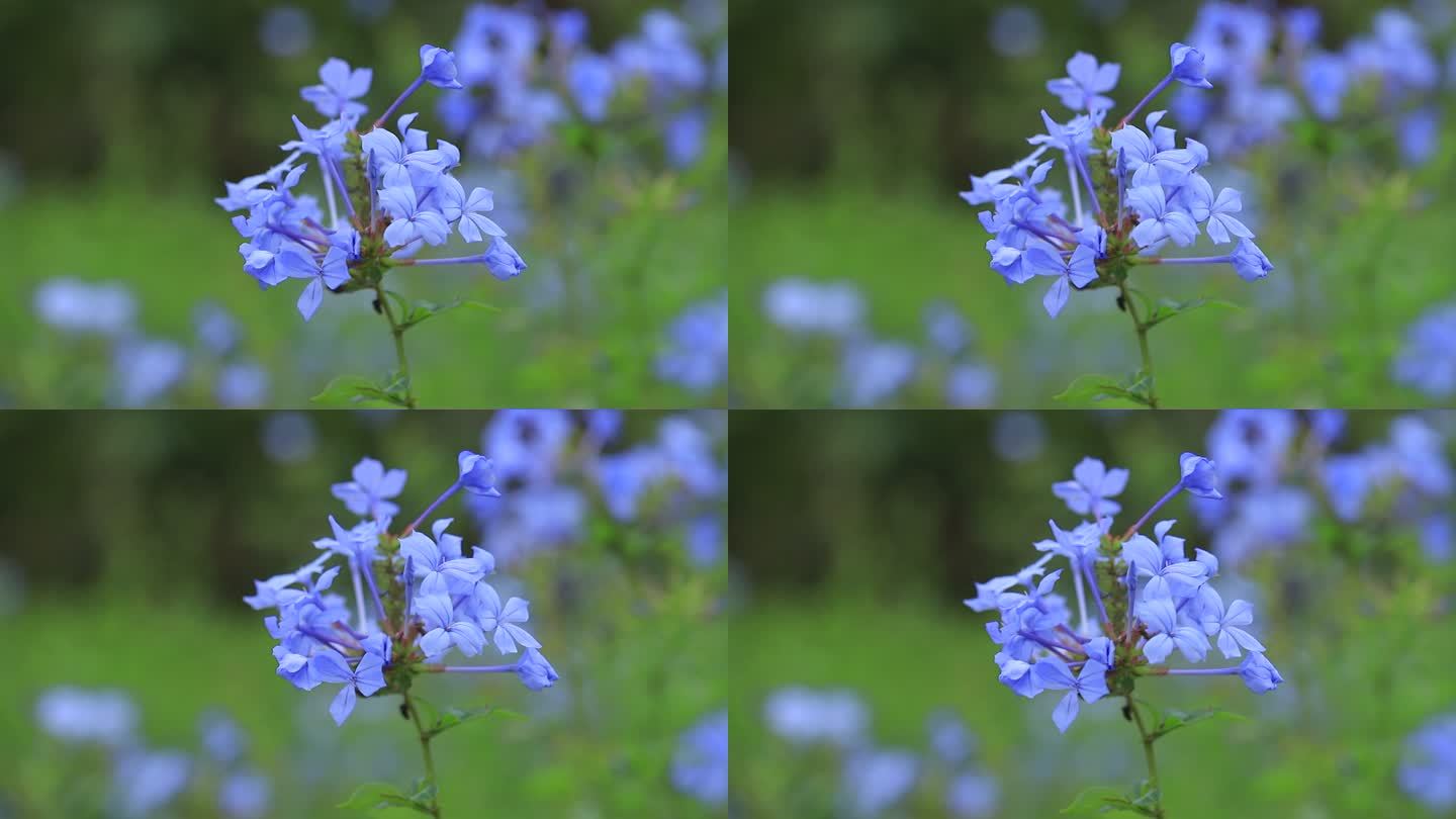 深圳陌上花公园蓝雪花