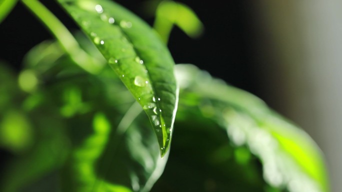 清晨的露水