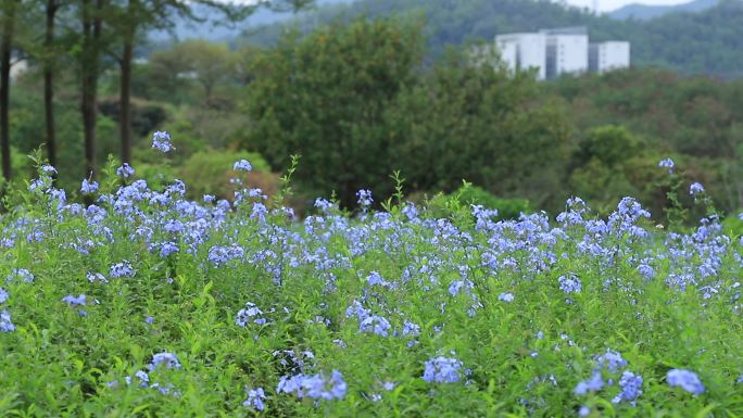 深圳陌上花公园蓝雪花