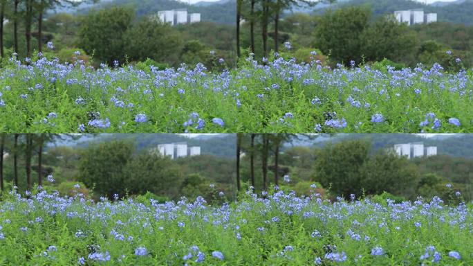 深圳陌上花公园蓝雪花