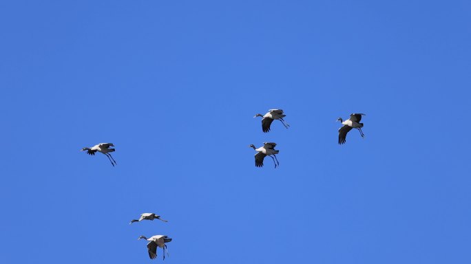 黑颈鹤滑翔降落的慢动作