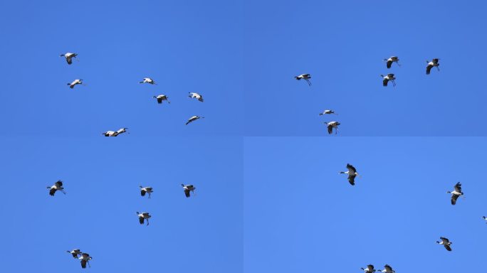 黑颈鹤滑翔降落的慢动作