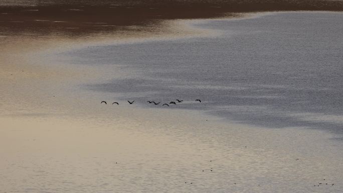 黑颈鹤列队在湖面飞行的升格视频