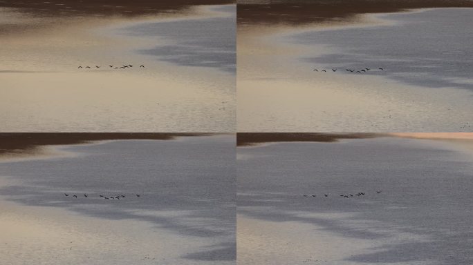 黑颈鹤列队在湖面飞行的升格视频