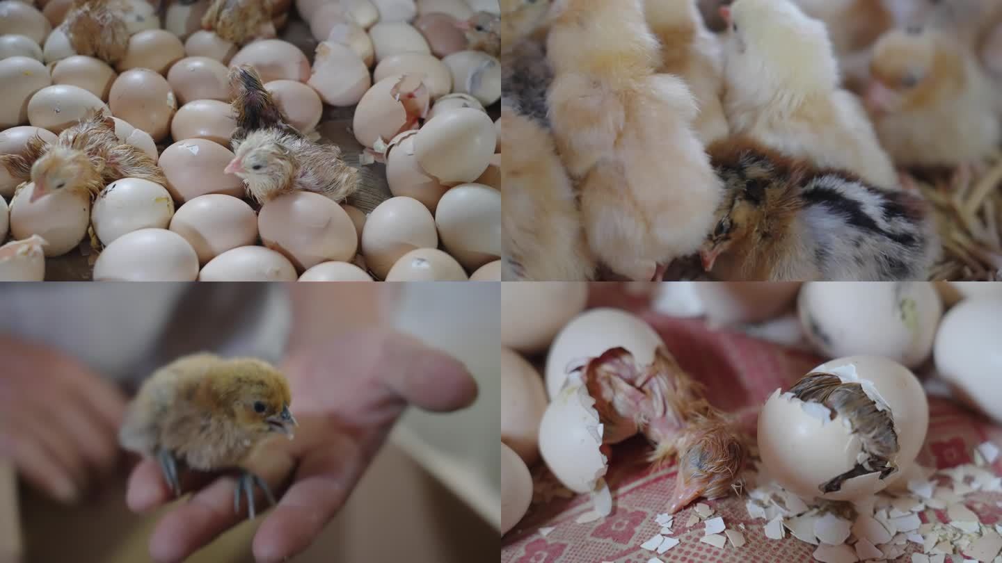 孵化小鸡
