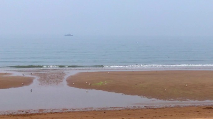 海边 海鸥 赶海 海水 沙滩