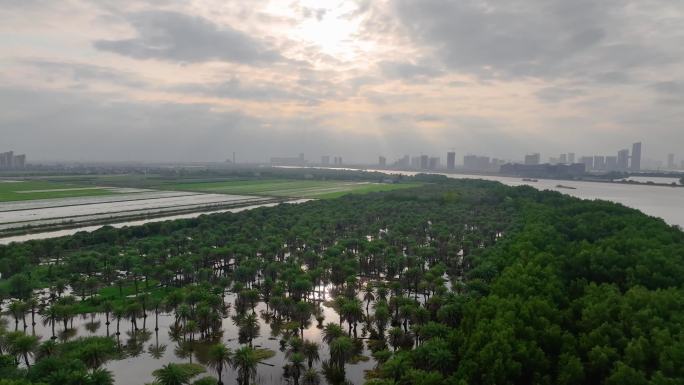 夕阳霞光与河滩湿地