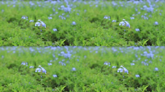 深圳陌上花公园蓝雪花