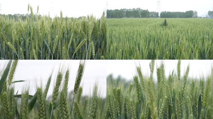 小麦  麦穗 青小麦 小麦灌浆期 粮食