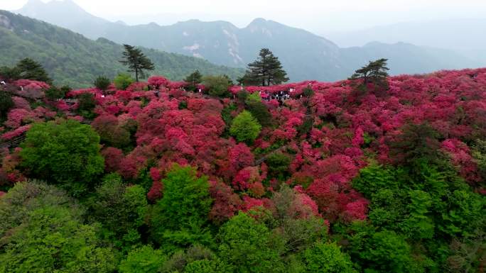 映山红