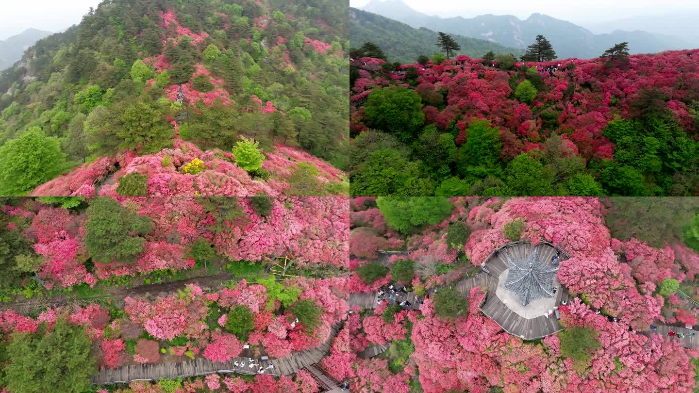 映山红