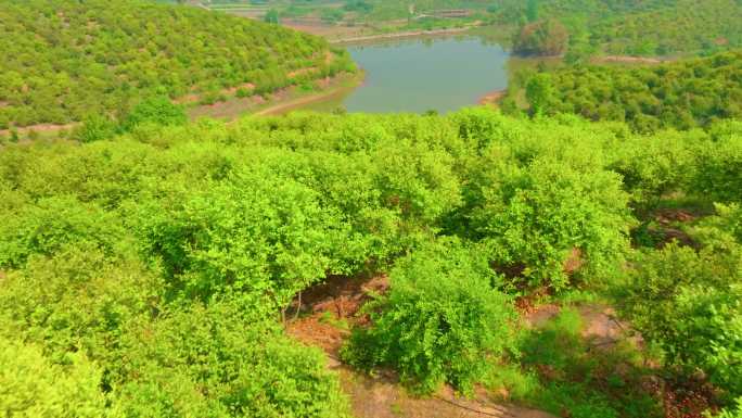 航拍信阳光山司马光油茶园