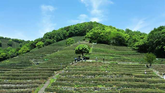 4k原素材-杭州西湖龙井村