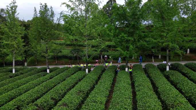 润丰金井茶场 茶场航拍 体验研学 脱甲村