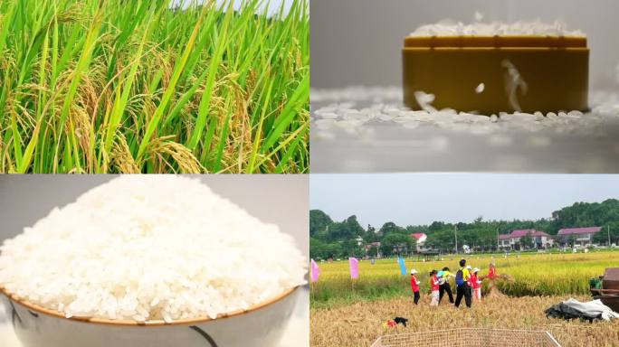 水稻-水稻生长收割-大米粒-袁隆平宣传片