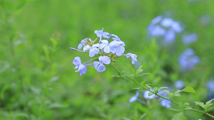 深圳陌上花公园蓝雪花