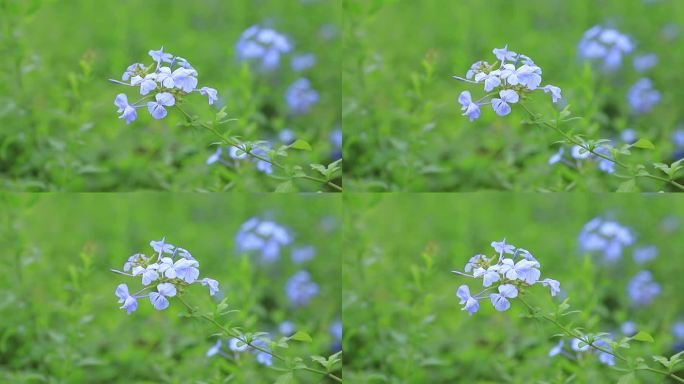 深圳陌上花公园蓝雪花