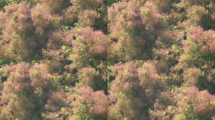 观赏树木黄栌树粉红花朵风景美景实拍4K