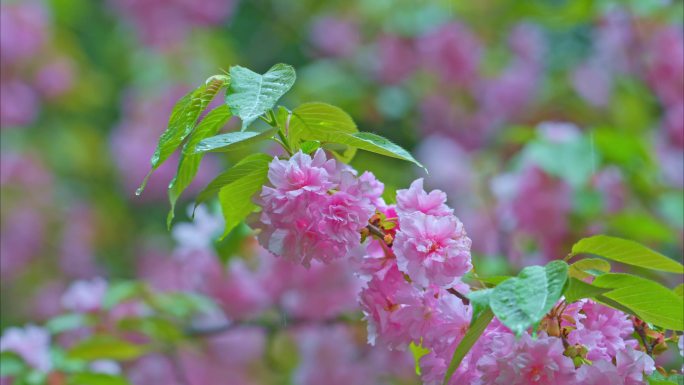 雨中樱花