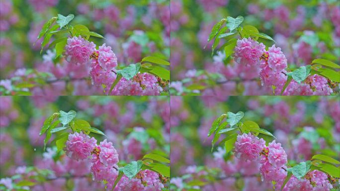 雨中樱花