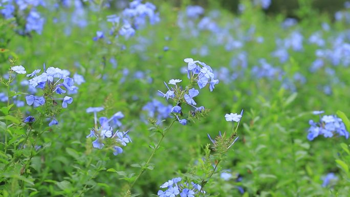 深圳陌上花公园蓝雪花