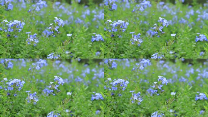 深圳陌上花公园蓝雪花