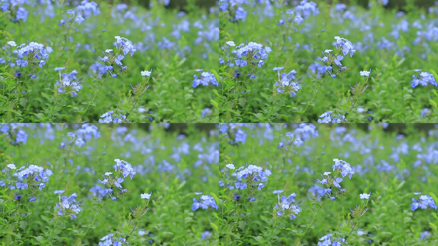 深圳陌上花公园蓝雪花