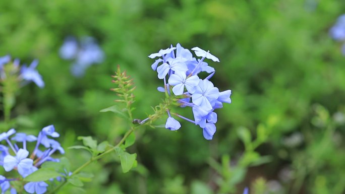 深圳陌上花公园蓝雪花