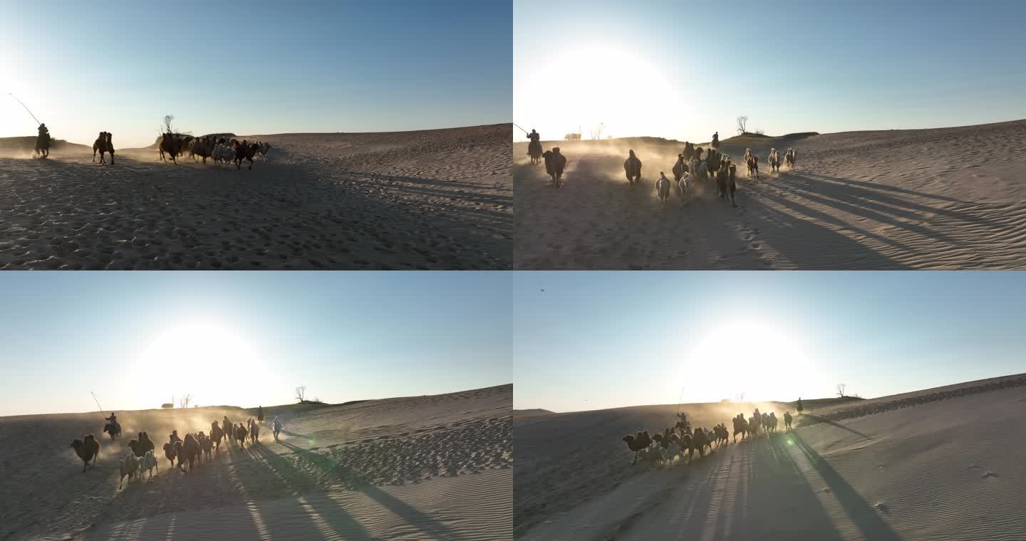 乌兰布统的草原落日的骆驼群