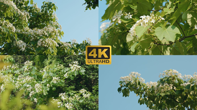 4K盛开的油桐花
