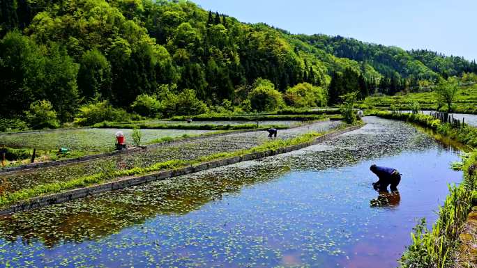 莼菜采摘集过程实拍素材