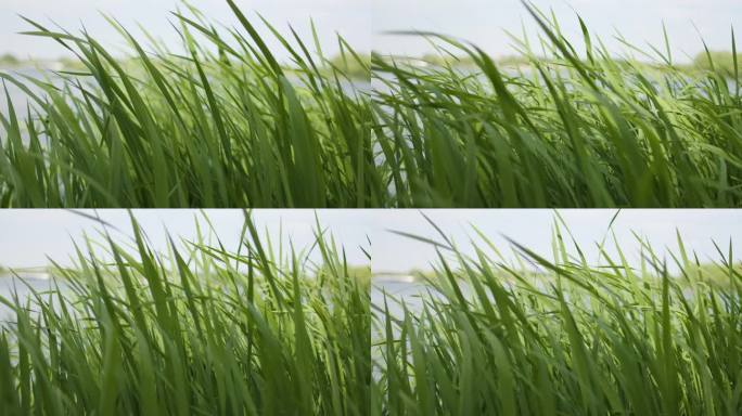 春天水边的绿色芦苇摇晃4K