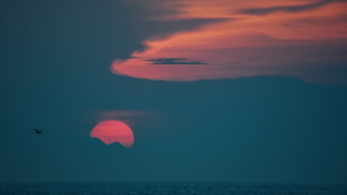 夕阳海鸥飞过
