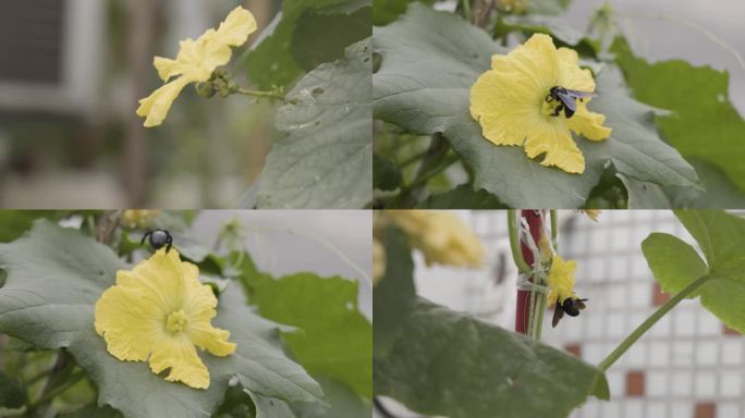 黑蜂飞到丝瓜花上采蜜