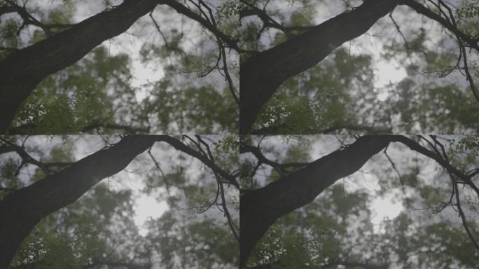 森林自然风光空镜头