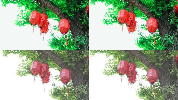 树枝干上的大红灯笼