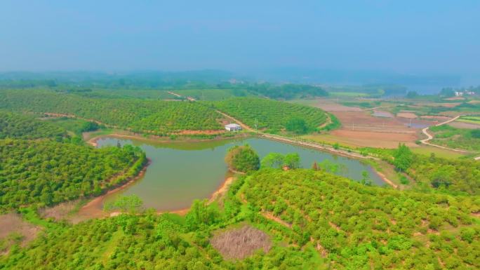 航拍信阳光山司马光油茶园