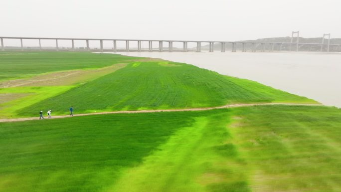 航拍郑州黄河岸边的麦田