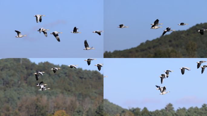 斑头雁在山林间飞行的升格视频