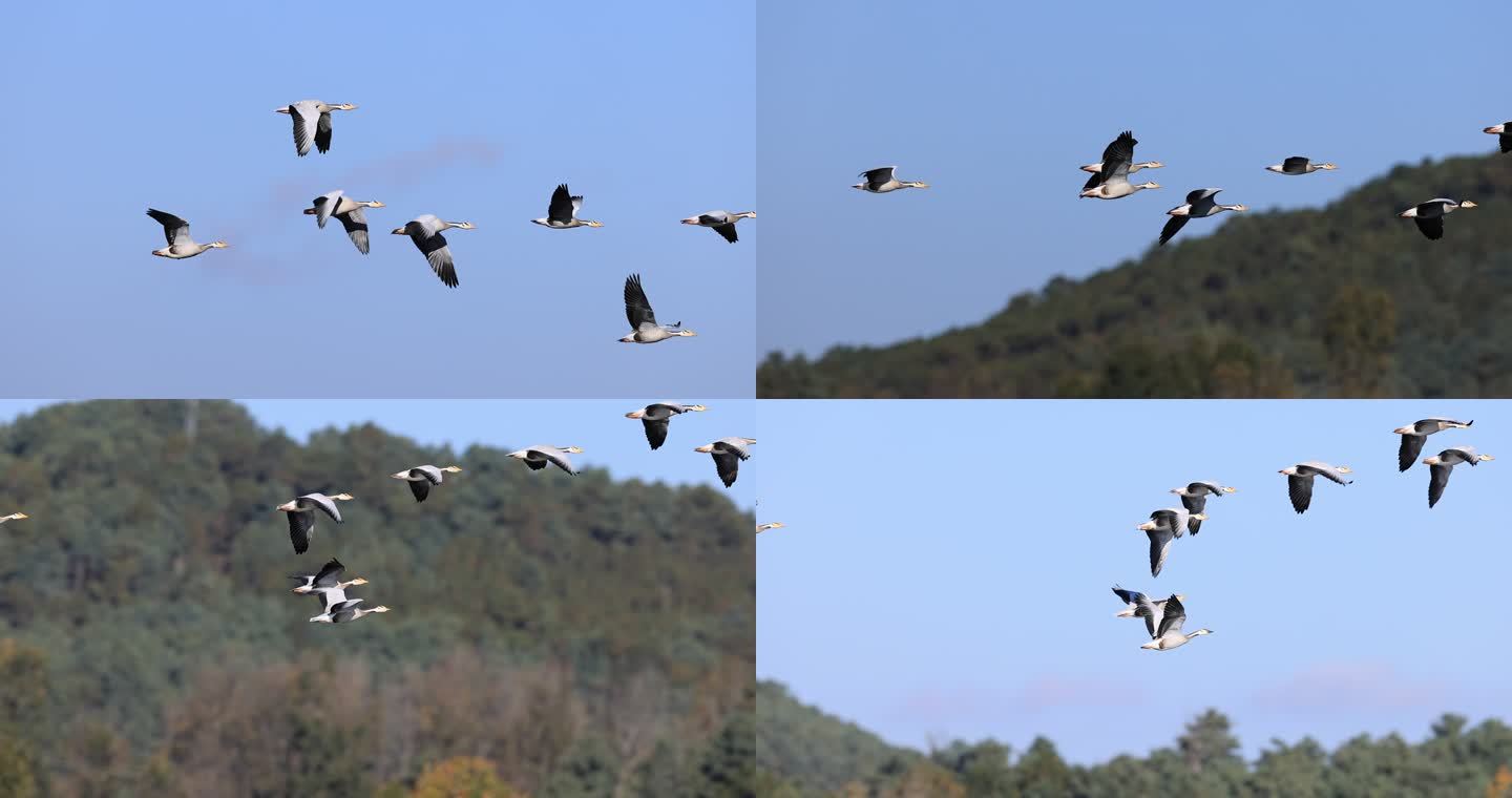 斑头雁在山林间飞行的升格视频