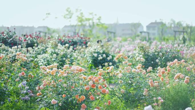 4K逆光唯美花园01