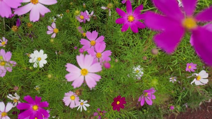 花海掠影  五颜六色格桑花