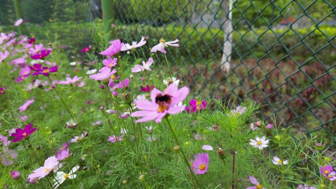 花海掠影  五颜六色格桑花