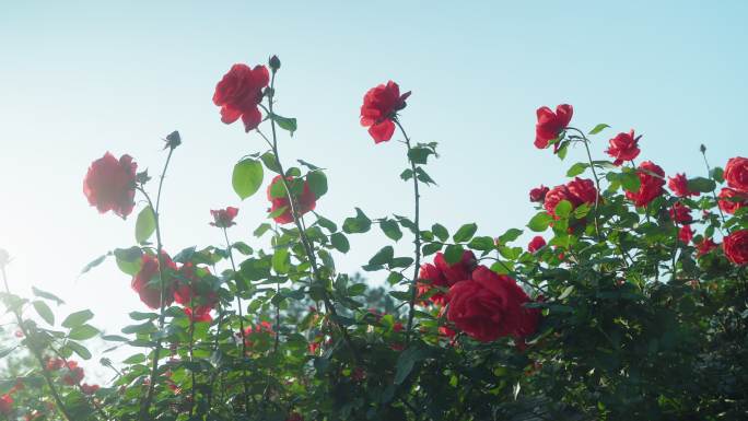 玫瑰花花朵鲜花花季春暖花开