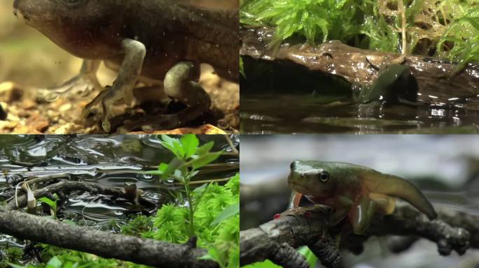 蝌蚪青蛙生长过程