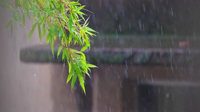 下雨 大雨 雨打竹叶 暴雨 雨水 树叶