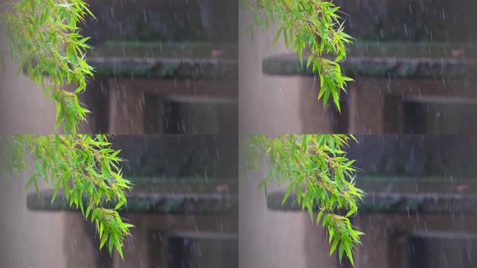 下雨 大雨 雨打竹叶 暴雨 雨水 树叶